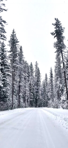 Snow Everywhere