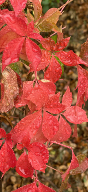 Autumn – Fall