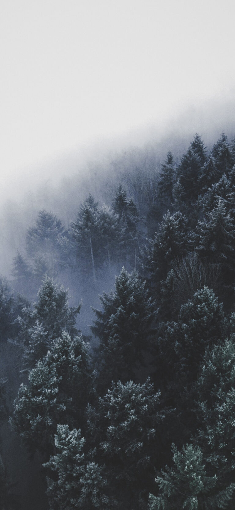 Default wallpaper of Winter Forest