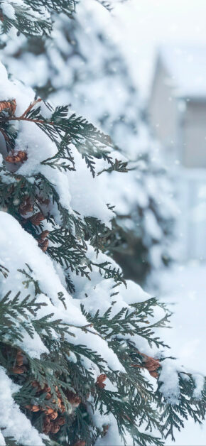 Green Threes and Snow