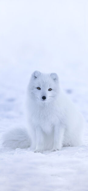 Snow Fox