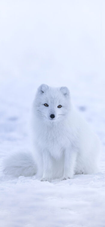 Snow Fox