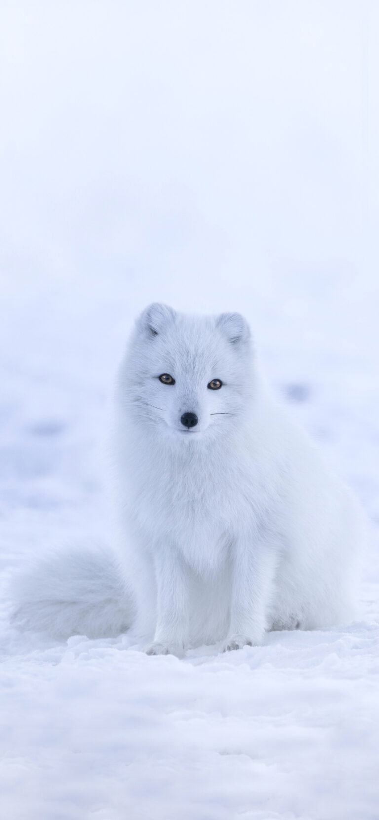 Default wallpaper of Snow Fox