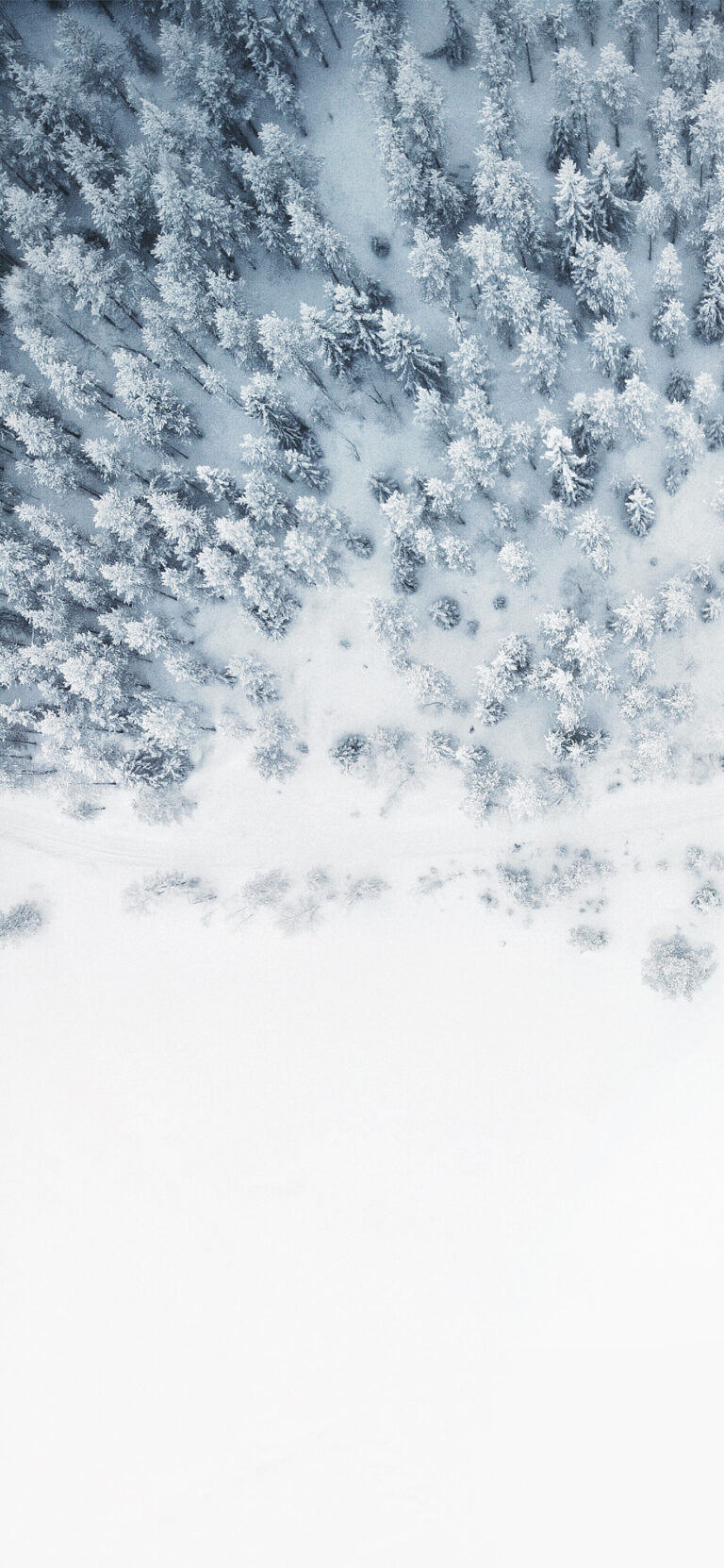 Default wallpaper of White Forest