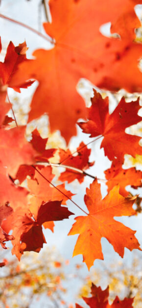 Red Leaves