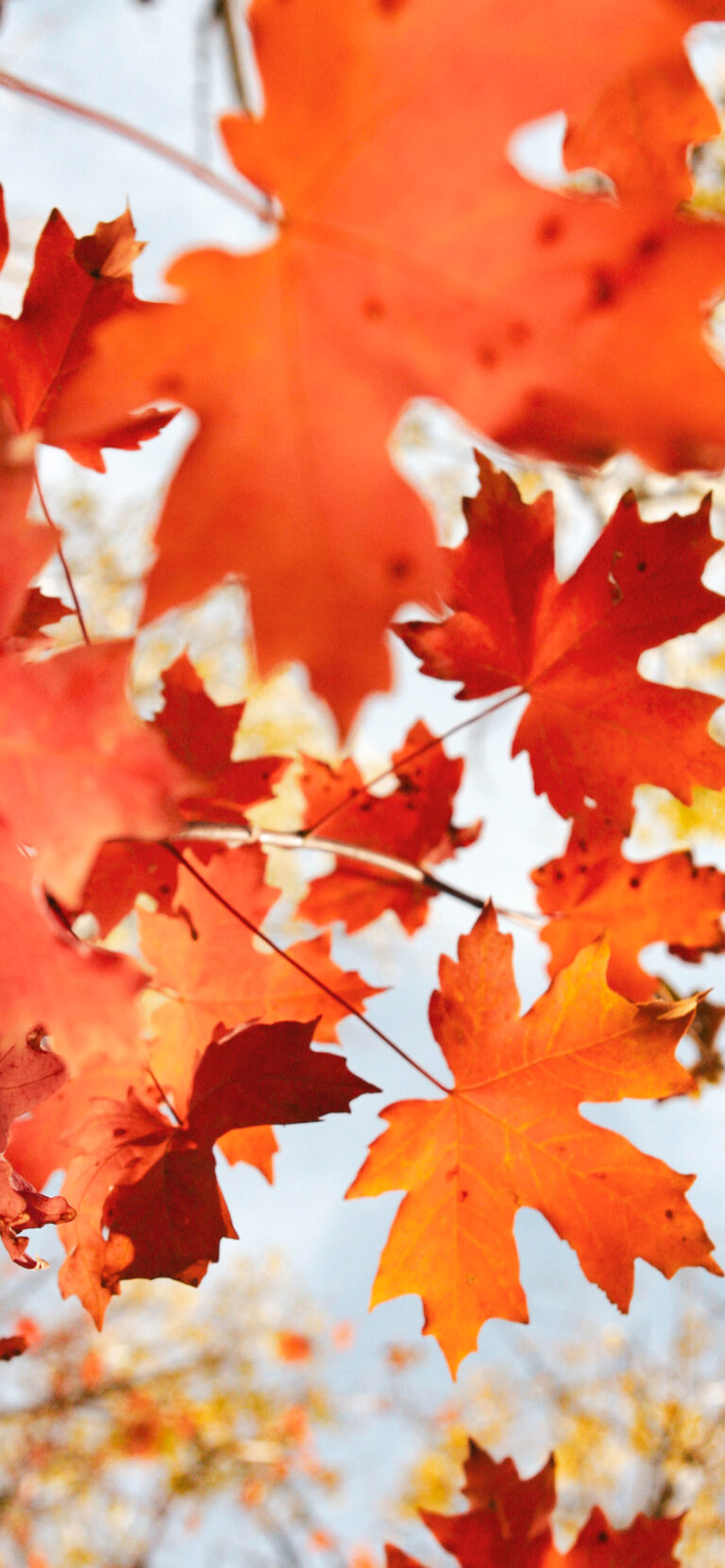 Default wallpaper of Red Leaves