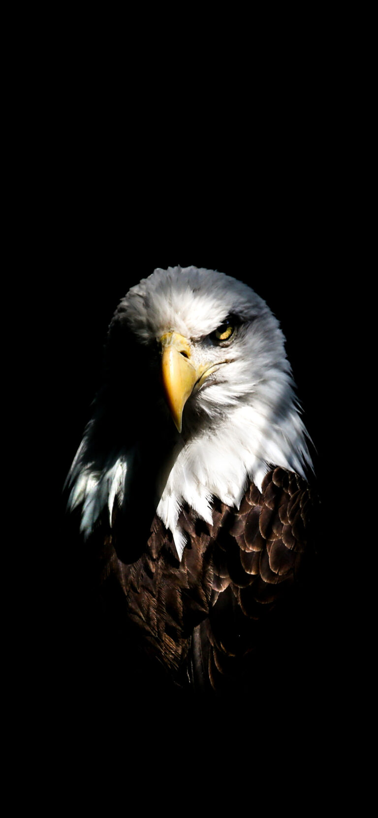 Default wallpaper of Eagle