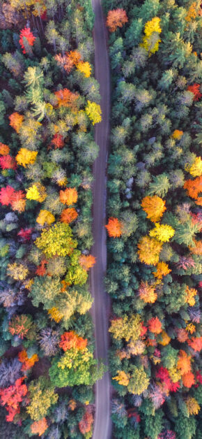 Autumn Threes