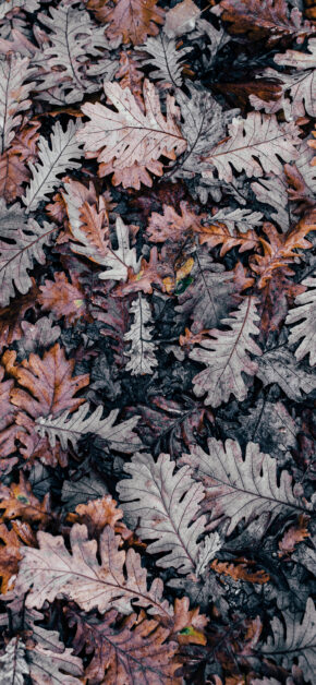 Dead Leaves