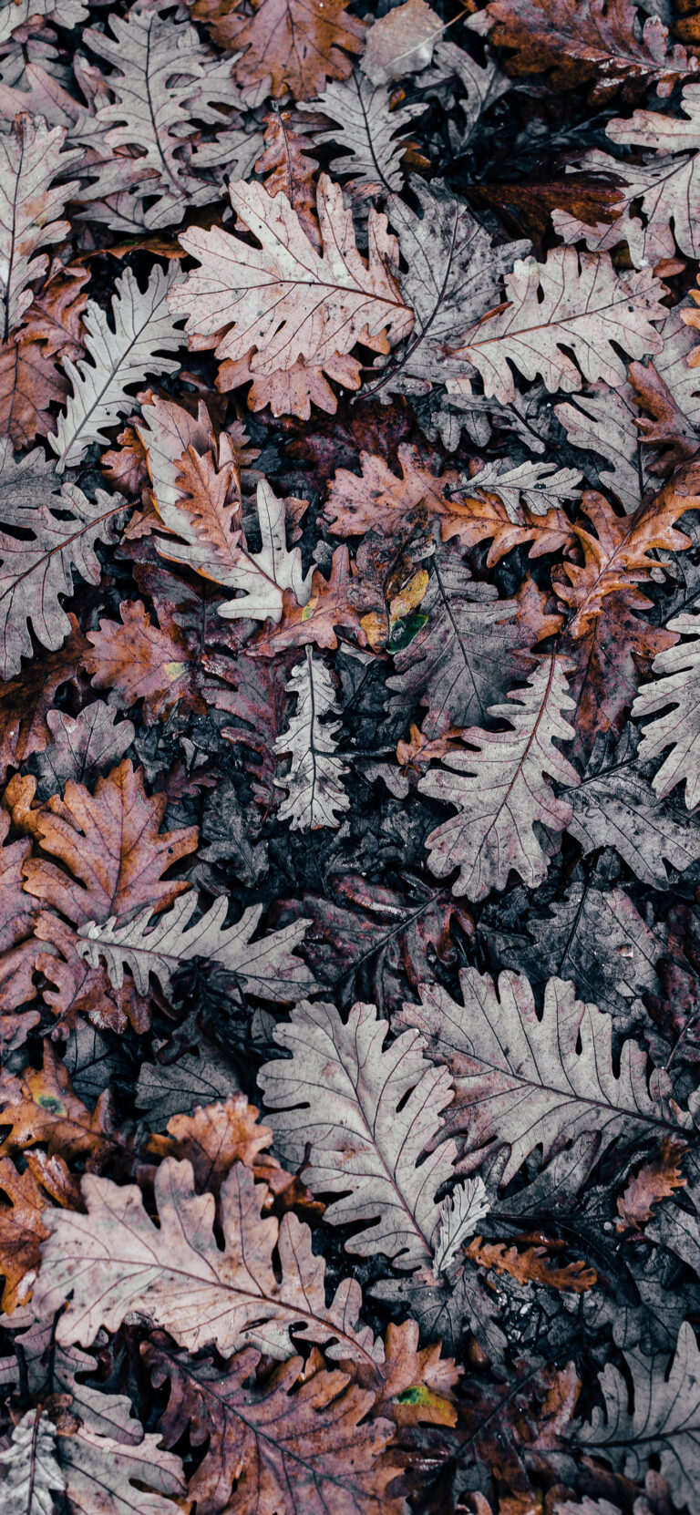 Default wallpaper of Dead Leaves