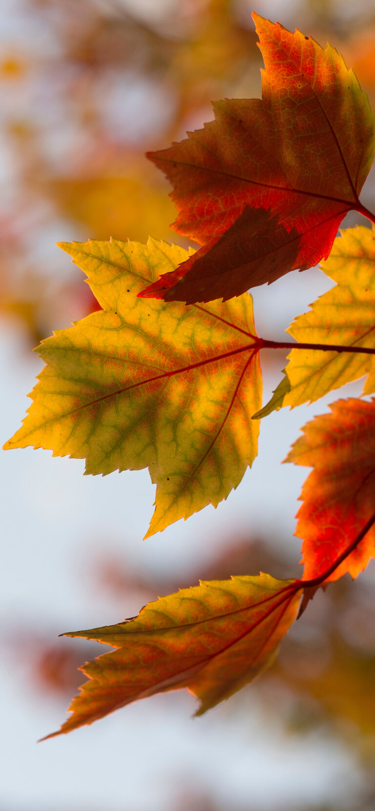 Default wallpaper of Acer Leaves