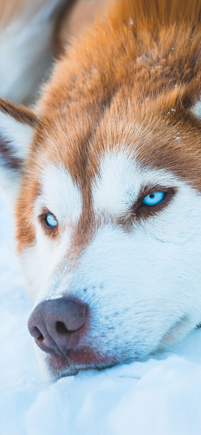 Default wallpaper of Siberian Husky