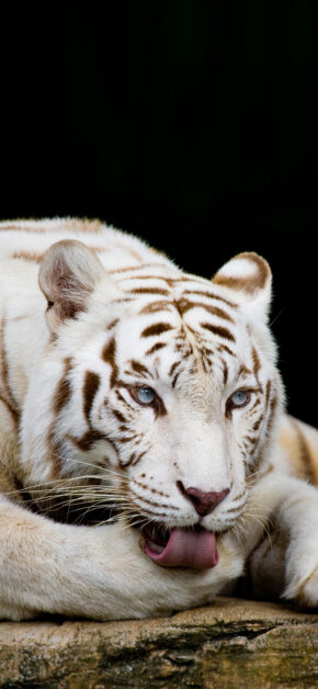 Tigre Bianca