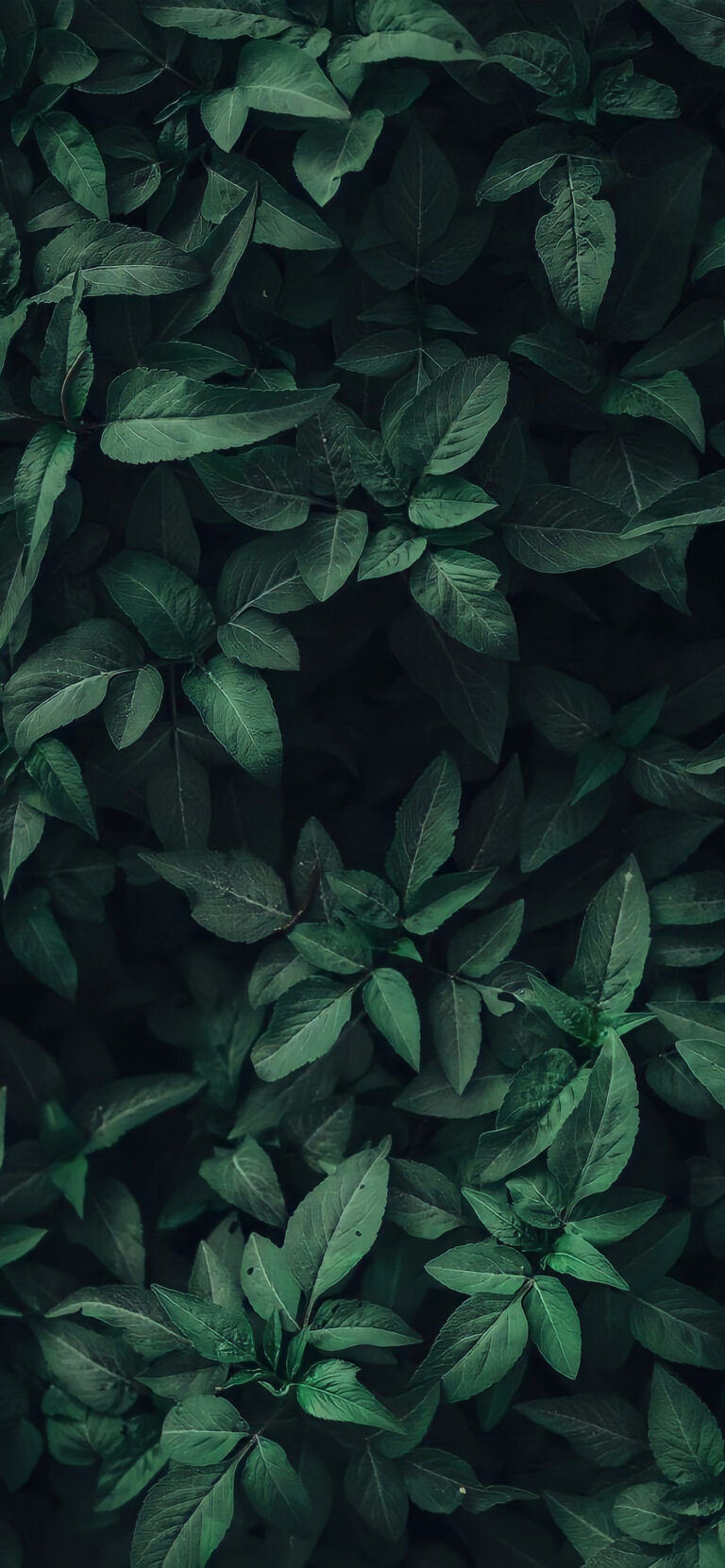 Default wallpaper of Dark Green