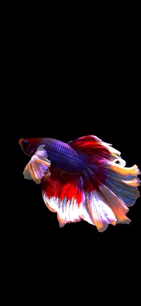 Fish | LIVE Wallpaper