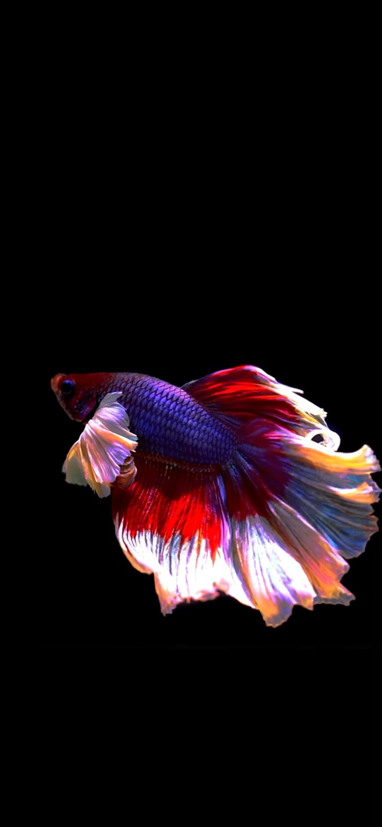 Default wallpaper of Fish | LIVE Wallpaper