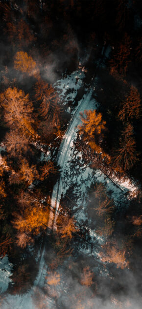 The Forest