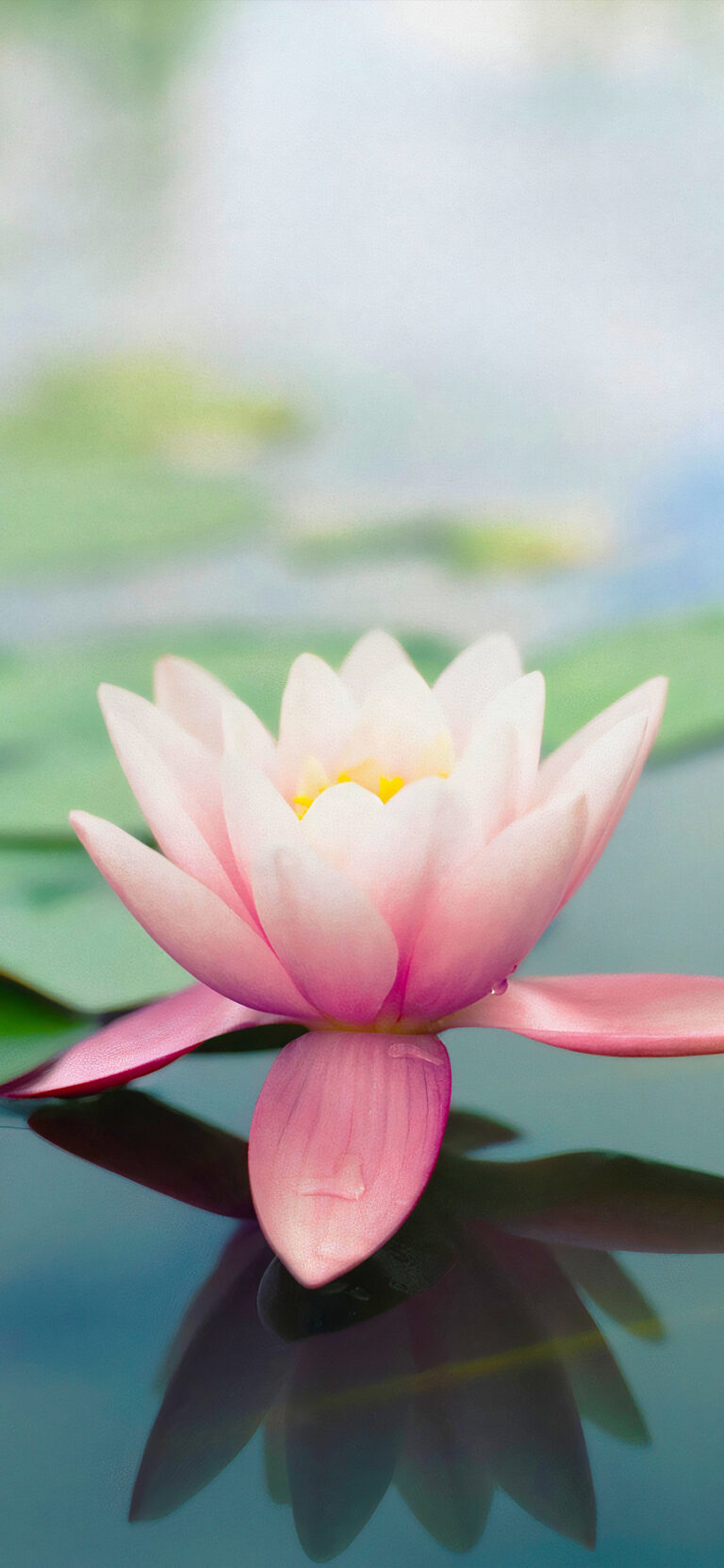 Default wallpaper of Lotus | iOS 7 Stock Wallpaper