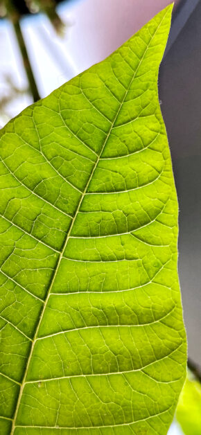 Foglia Verde