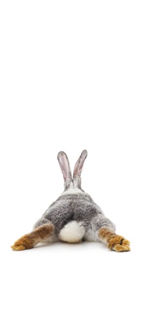 Cozy Easter | LIVE Wallpaper
