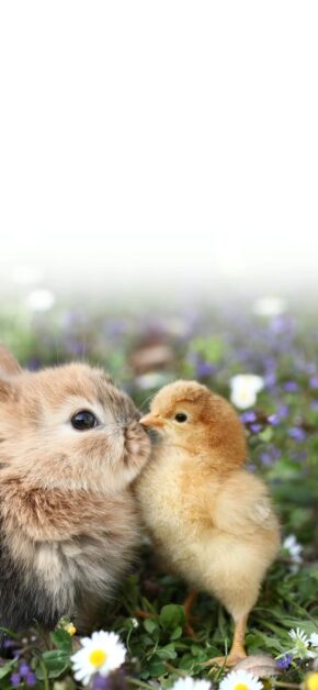 Easter Greetings | LIVE Wallpaper