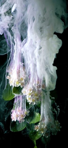 Ink on Flowers | LIVE Wallpapers