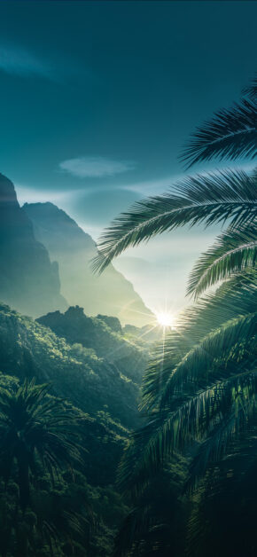 Sunlight in the Forest