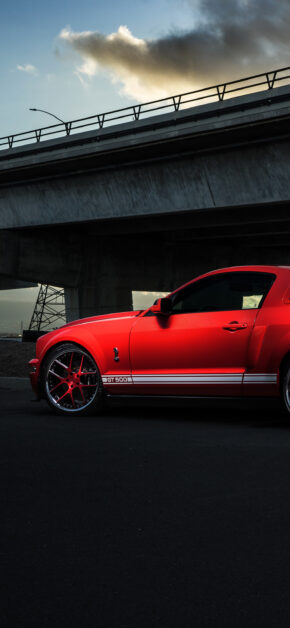 Mustang Sheley