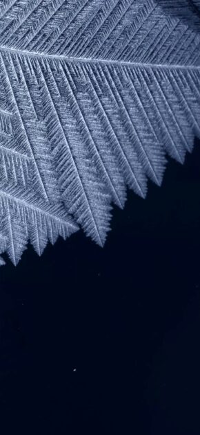 Winter Freezing | LIVE Wallpaper