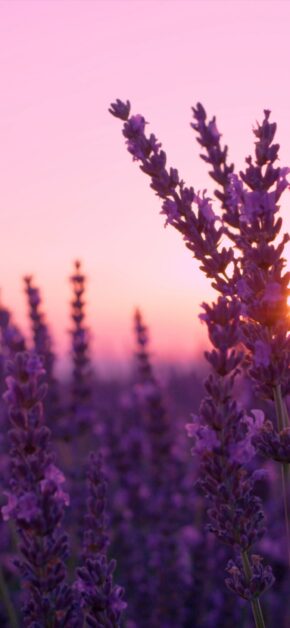 New Spring | LIVE Wallpaper