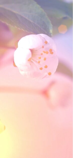 Easter 2021 | LIVE Wallpaper
