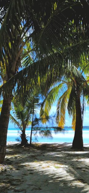 Perfect Beach | LIVE Wallpaper