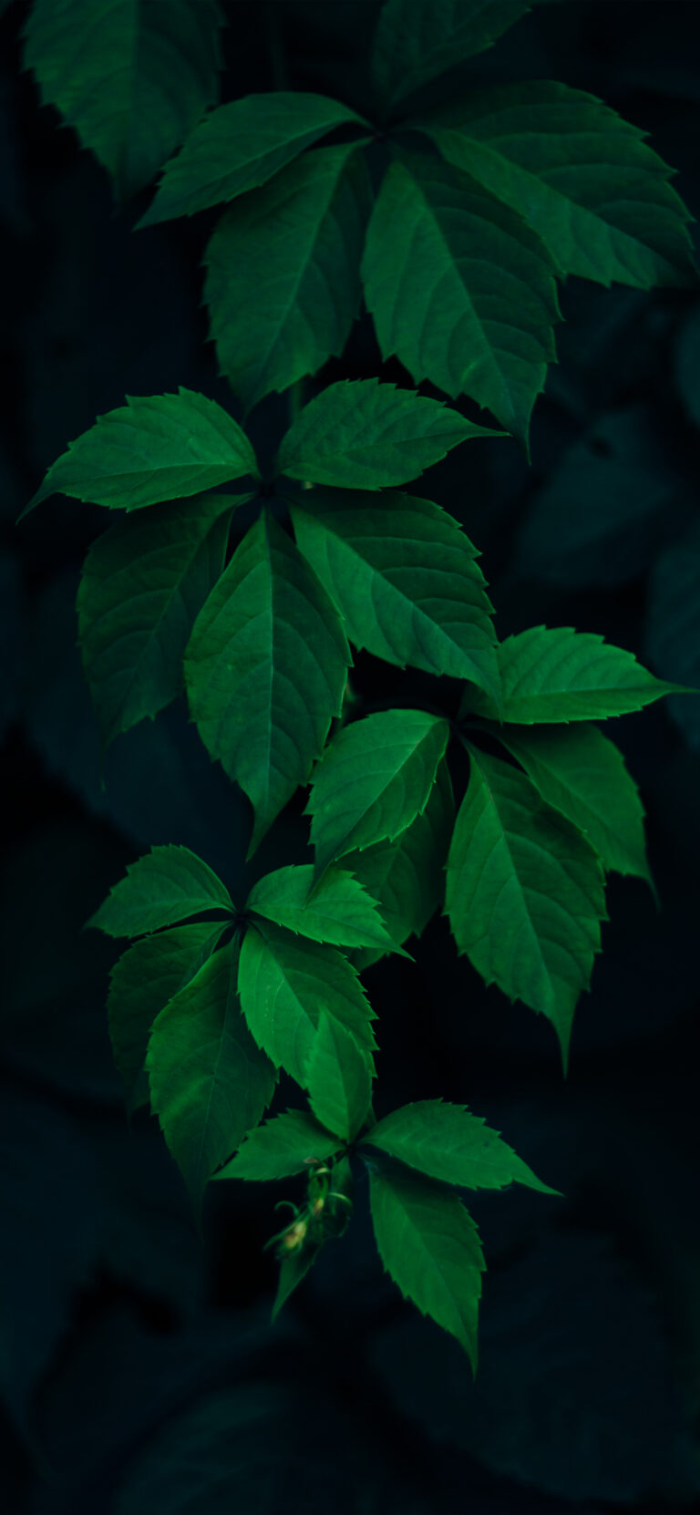 Default wallpaper of Green