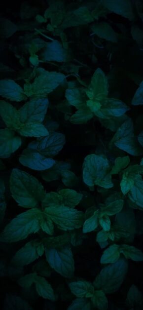 Leaves | LIVE Wallpaper