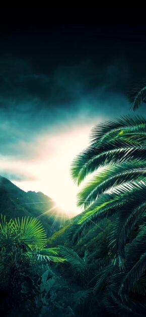Sunlight in the Forest | LIVE Wallpaper