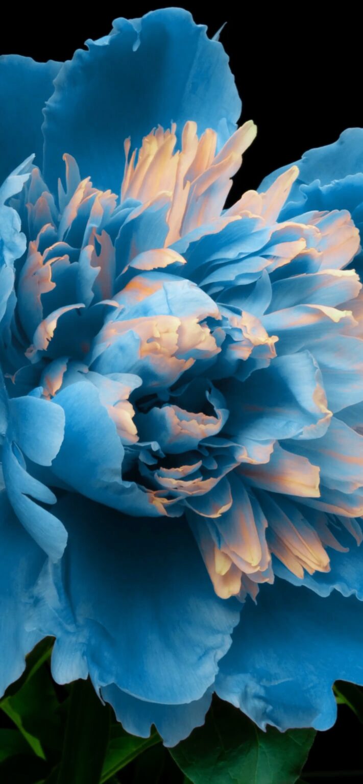 Flower Opening | LIVE Wallpaper - Wallpapers Central