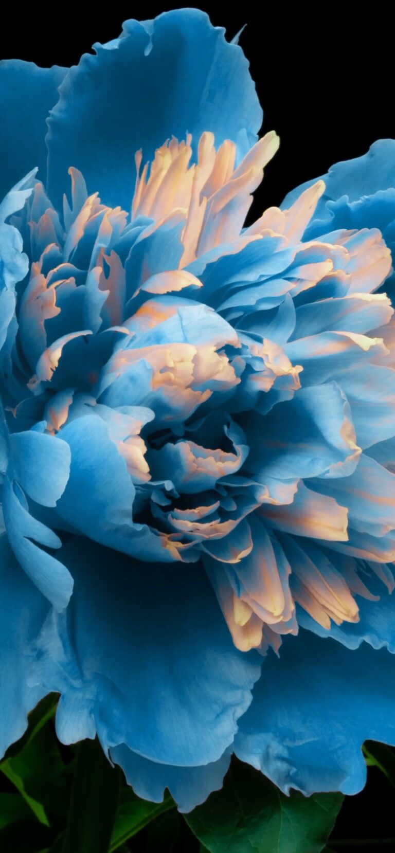 Default wallpaper of Flower Opening | LIVE Wallpaper