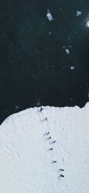 Arctic Penguins | LIVE Wallpaper