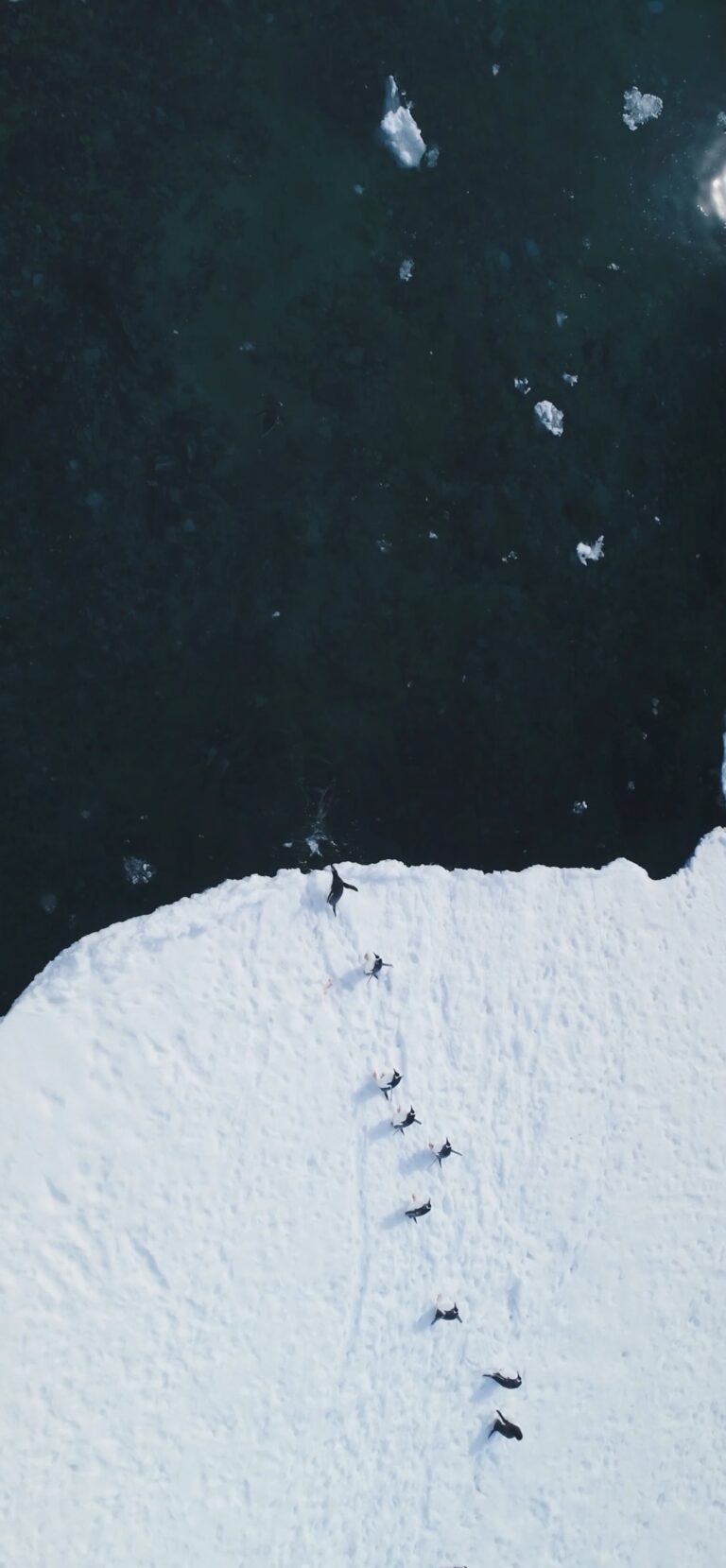 Default wallpaper of Arctic Penguins | LIVE Wallpaper