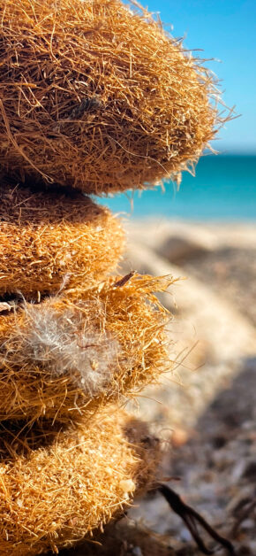 Nest