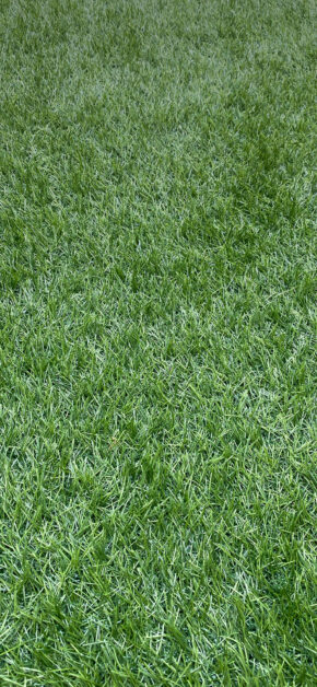 GreenGrass