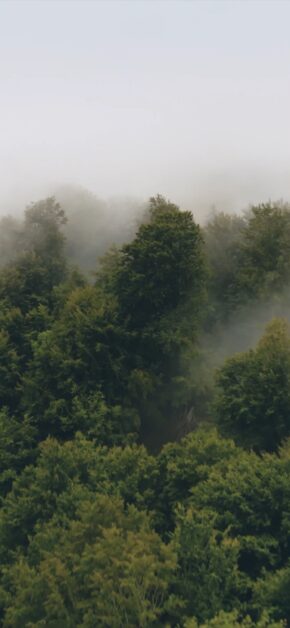 Forest | LIVE Wallpaper