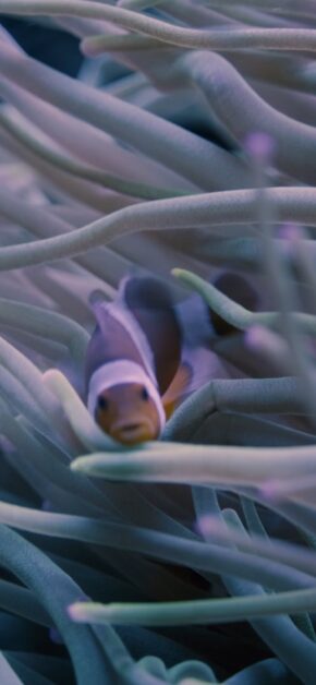 Clown Fishes | LIVE Wallpaper