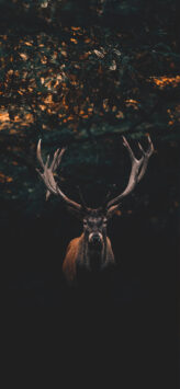Deer