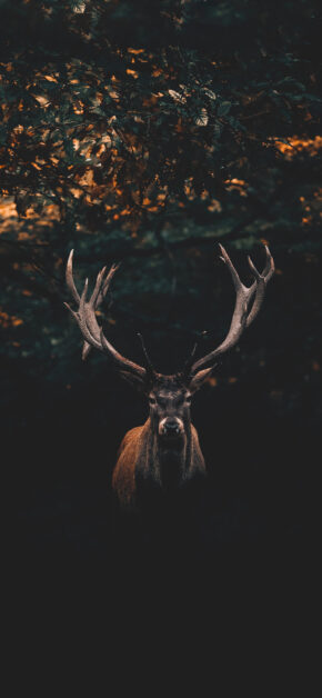 Deer