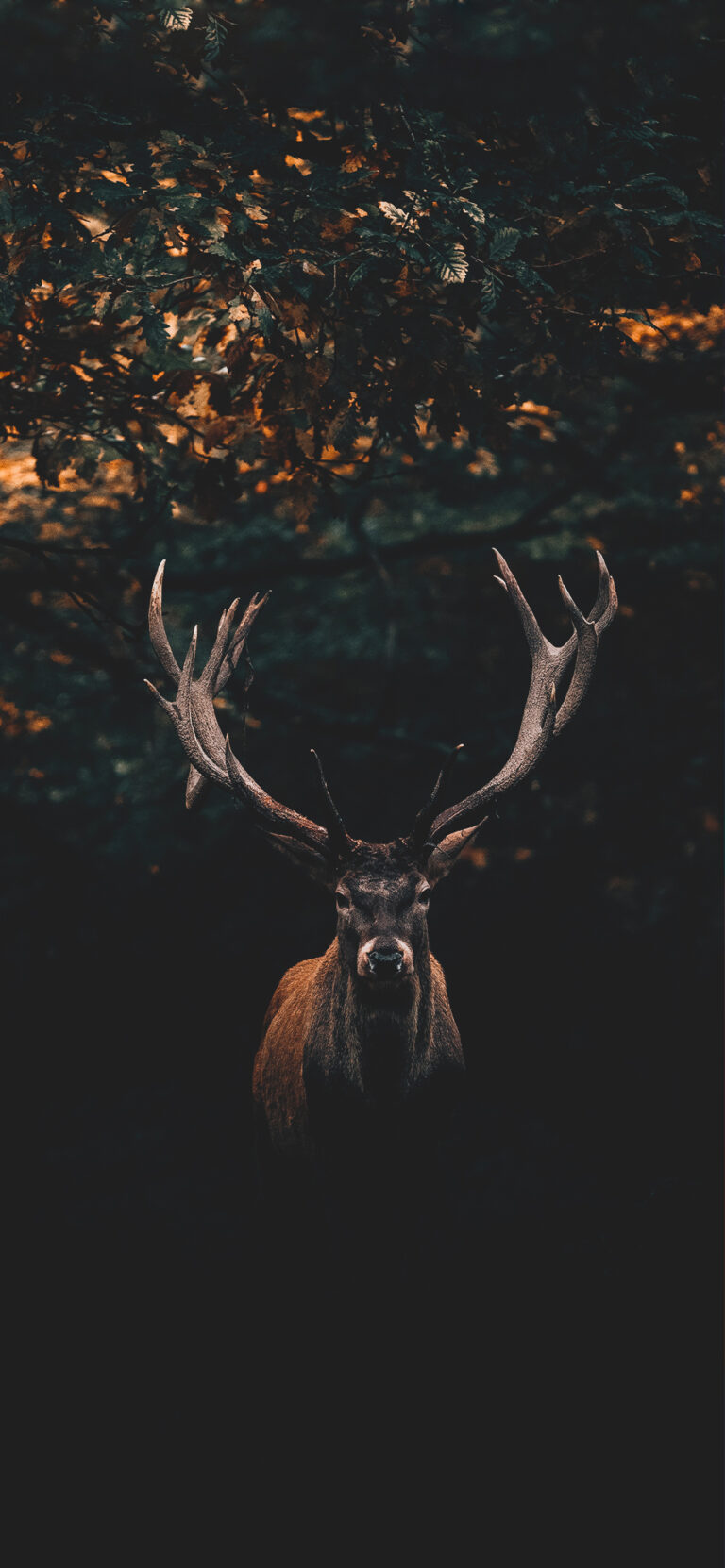 Default wallpaper of Deer