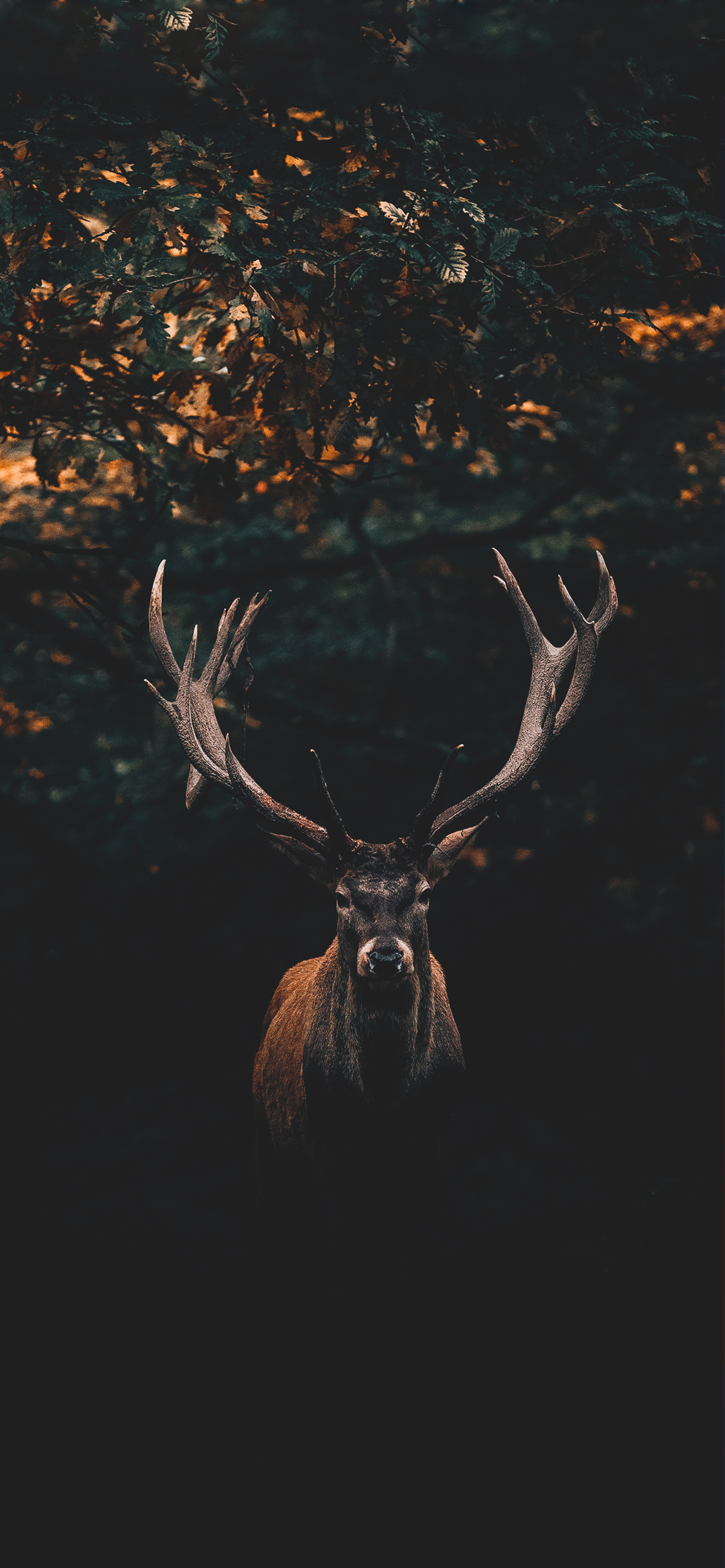 deer hunting wallpapers iphone