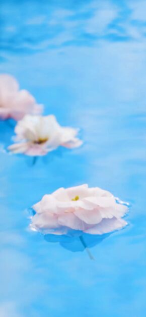 Flowers | LIVE Wallpaper