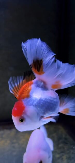 Goldfish | LIVE Wallpaper