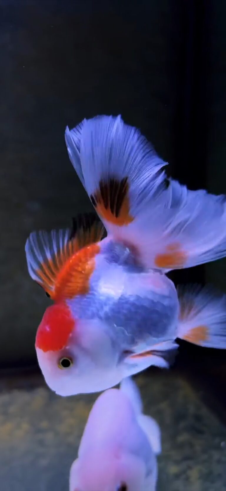 Default wallpaper of Goldfish | LIVE Wallpaper